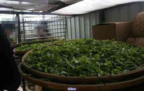 岁月陈香，温润如玉——品鉴云南益璞老普洱熟茶