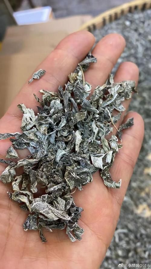 一片叶子的千年修行 茶叶的非凡之旅