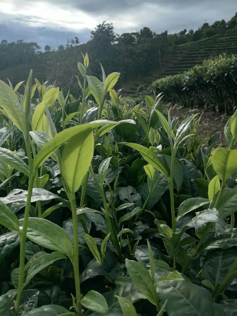 热浪中的茶香 与茶叶相伴的四季